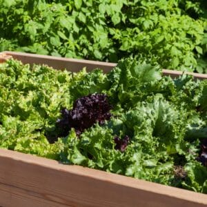 Optez pour des jardinières surélevées pour vos herbes aromatiques