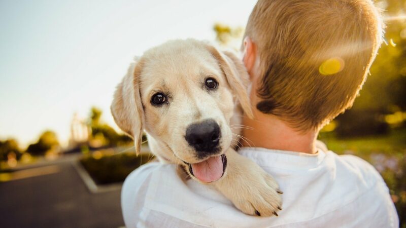 Animaux : comment savoir que vous adoptez le bon chien pour votre foyer ?