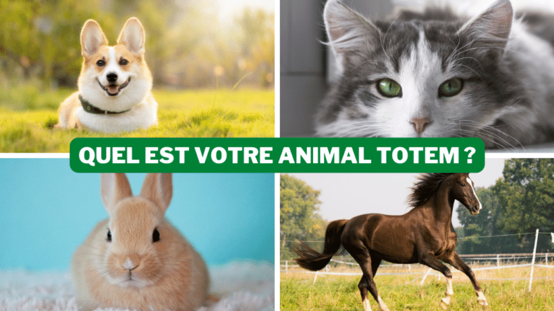 Test de personnalité : quel est votre animal totem ?