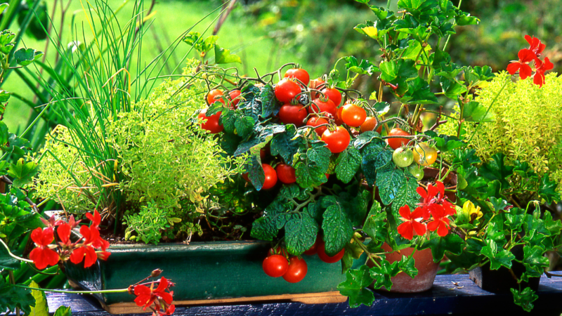 Jardinage : Des beaux plants de tomates sur un balcon c’est possible !