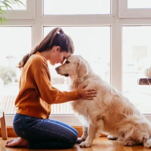 Voulez-vous un lien spécial avec votre chien? Voici les 5 secrets que vous ne pouvez pas ignorer!