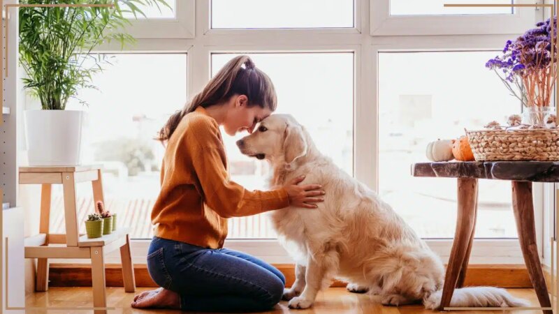 Voulez-vous un lien spécial avec votre chien? Voici les 5 secrets que vous ne pouvez pas ignorer!