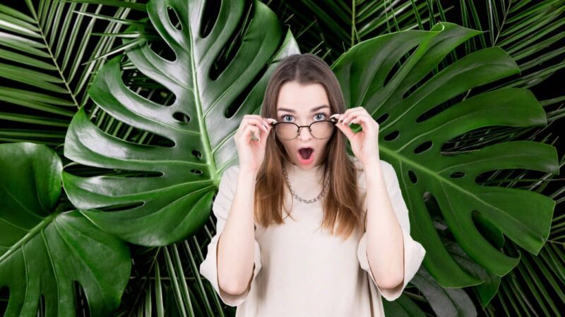 Comment multiplier un Monstera: la méthode infaillible qui fonctionne à 100%