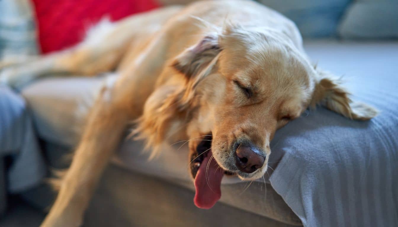 Voici ce qui est derrière la position dans laquelle votre chien dort