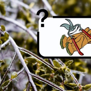 Taillez les arbustes quand il fait froid: l’erreur comme débutant ou les conseils du jardinier?