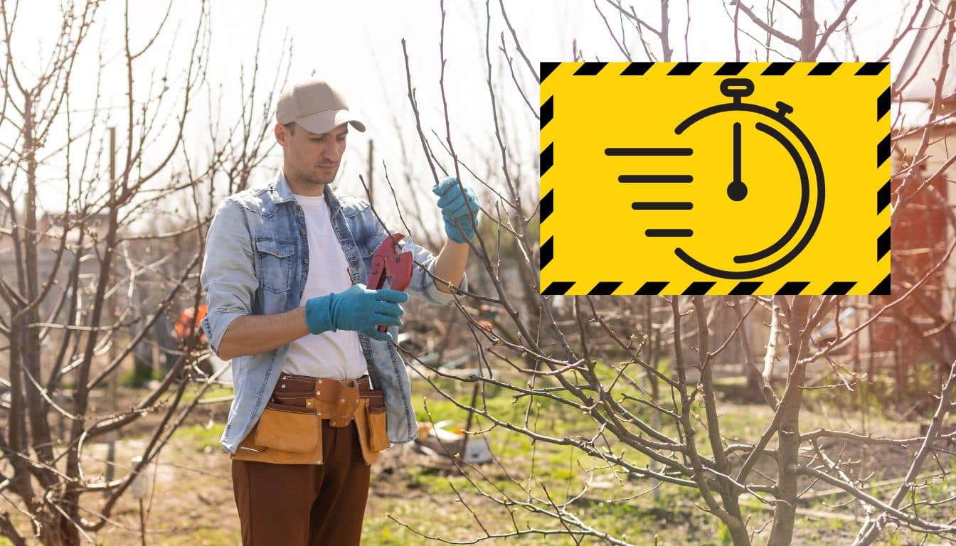 Élagage urgent: quel est l’arbre fruitier qui doit être coupé en février?