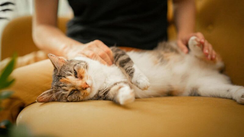 Votre chat peut-il être heureux dans l’appartement? Voici comment le faire!