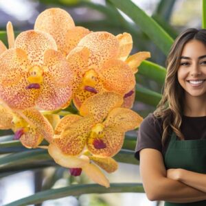 Orchidée Vanda sans racines? Voici comment le sauver naturellement