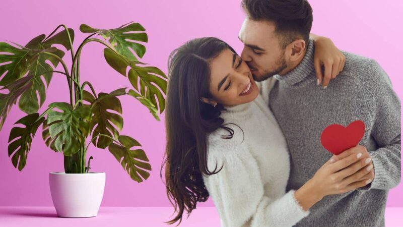 La plante qui transforme la Saint-Valentin: pourquoi tout le monde veut-il un délicieux monstera?