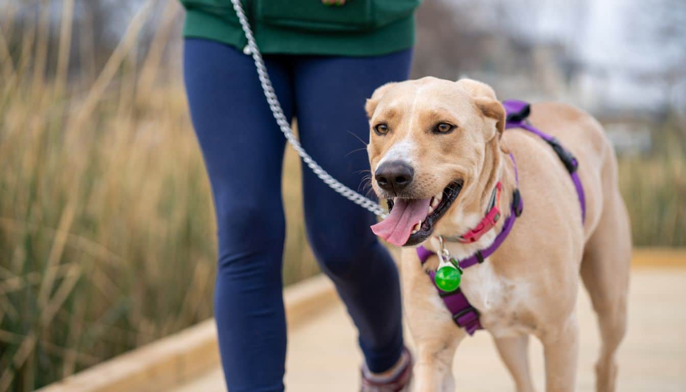 La vérité sur les temps des promenades: à quelle fréquence votre chien a-t-il vraiment besoin de sortir?