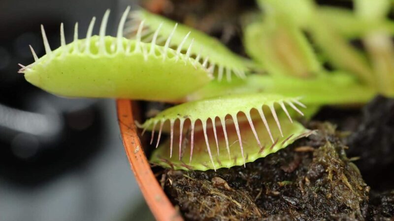 La méthode de l’eau de pluie pour les plantes carnivoreuses: les résultats vous laisseront sans voix