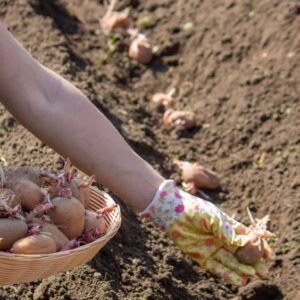 Les pommes de terre végétales sont maintenant un coup de maître: ne le manquez pas!