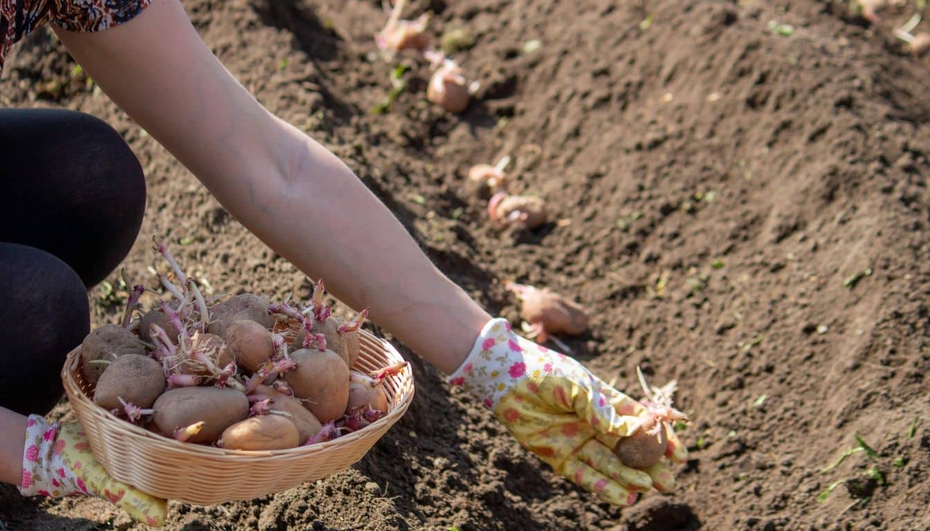 Les pommes de terre végétales sont maintenant un coup de maître: ne le manquez pas!